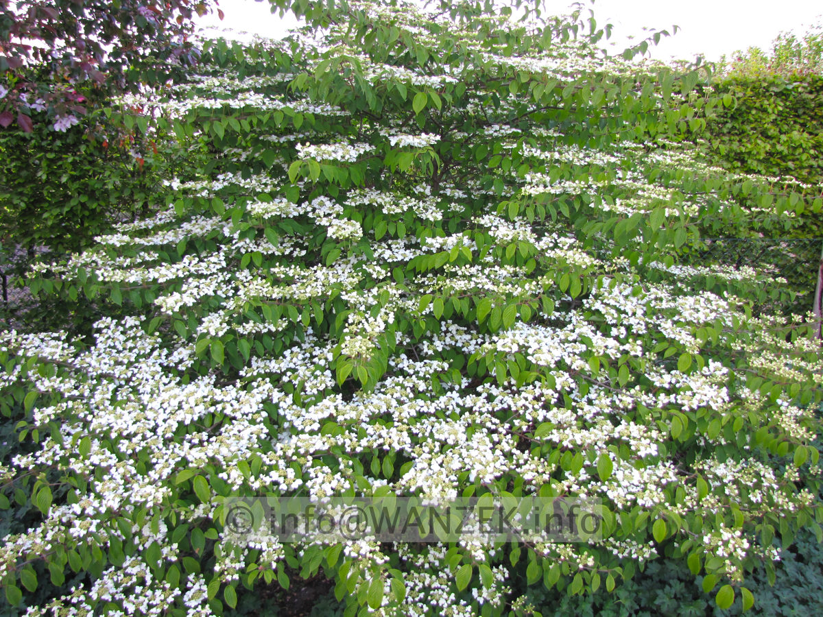 Viburnum plicatum Mariesii 01.JPG